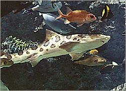The Aquarium at the Mirage Hotel 